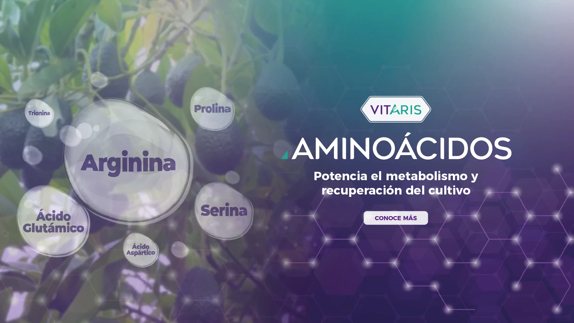 Banner-Vitaris-Aminoacidos(Desktop)