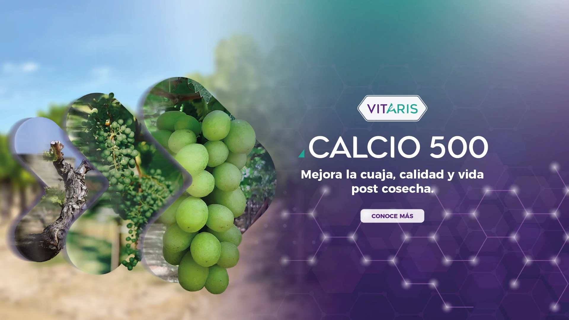 Banner-Vitaris-Calcio500(Desktop)