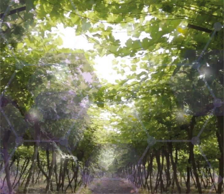 Vitaris, Innovación, Calidad, Rendimiento