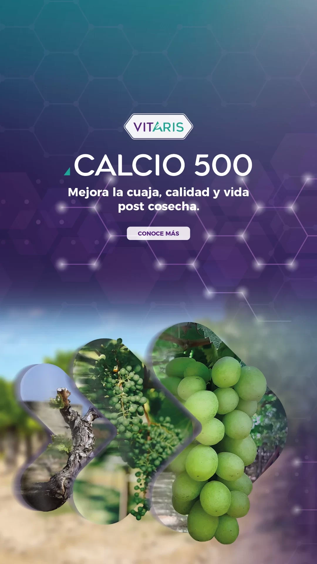 Banner-Vitaris-Calcio500(Mobile)