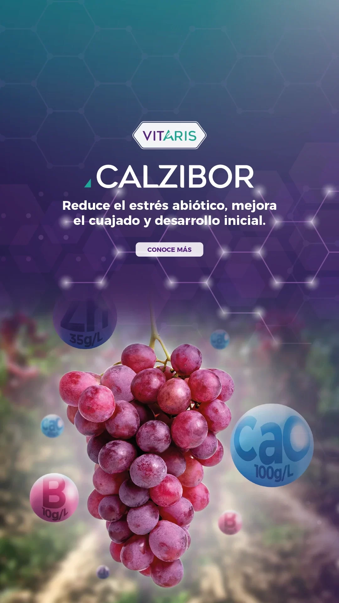 Banner-Vitaris-Calzibor(Mobile)